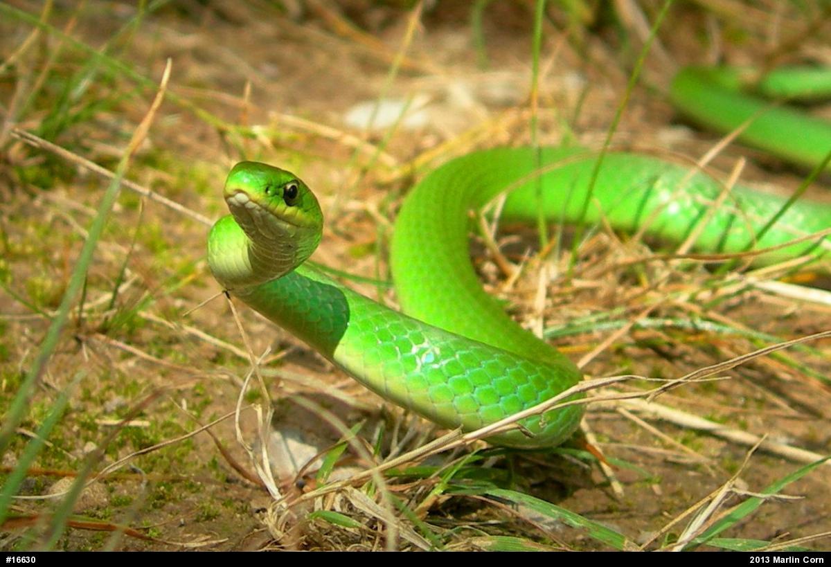 Smooth Greensnake