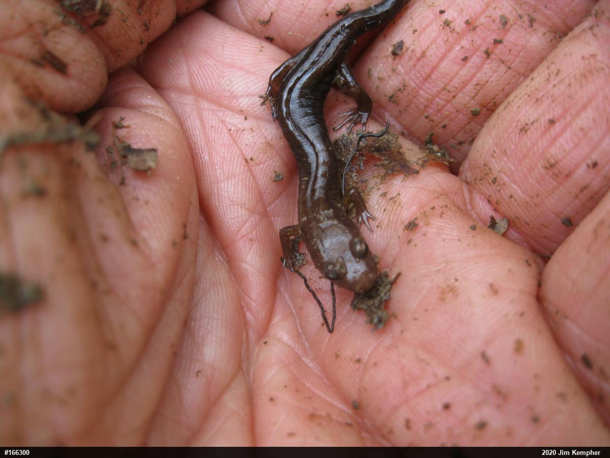 Allegheny Mountain Dusky Salamander