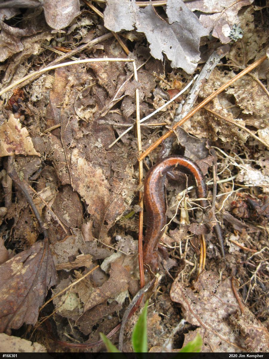 Eastern Red-backed  Salamander