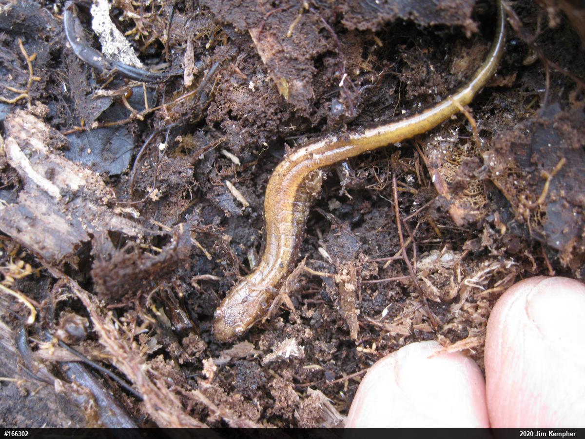 Allegheny Mountain Dusky Salamander