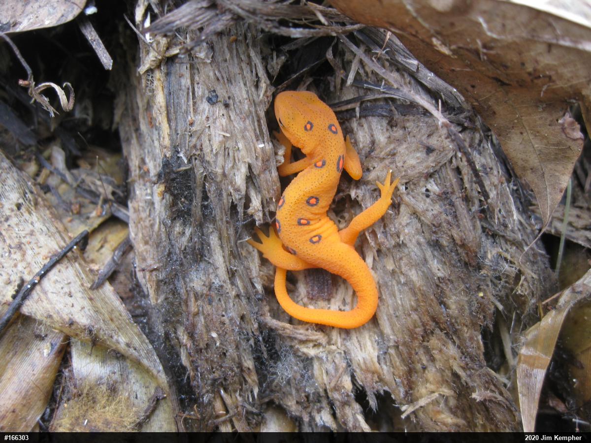 Red-spotted Newt