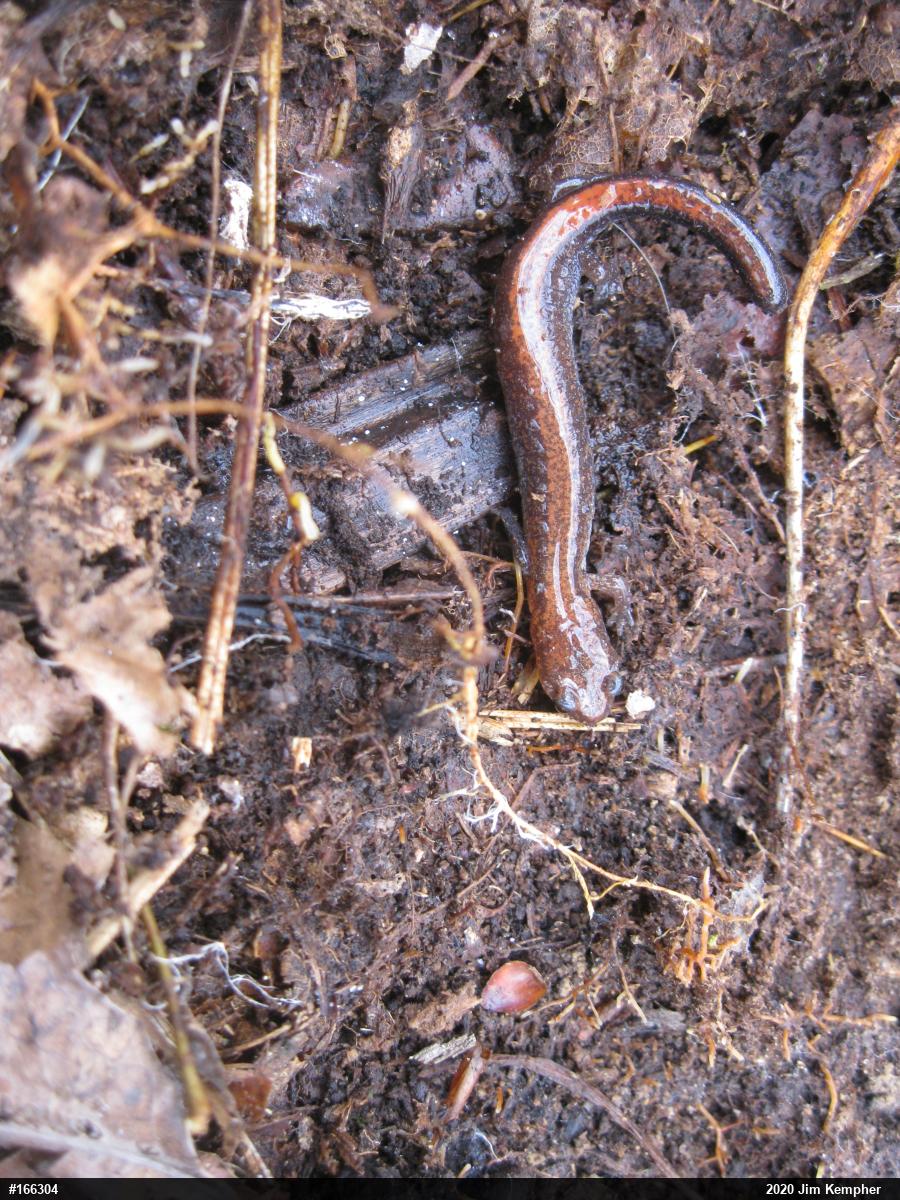 Eastern Red-backed  Salamander