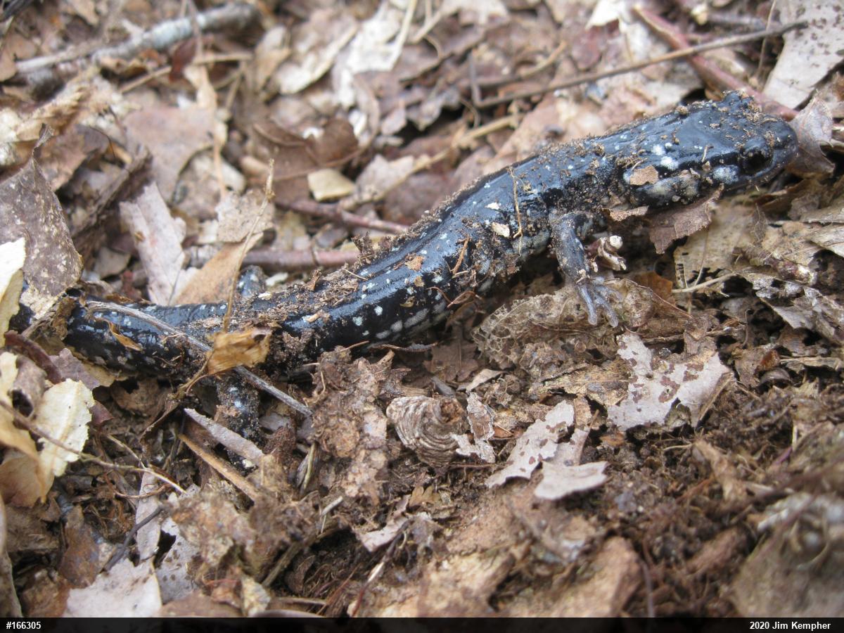 Northern Slimy Salamander
