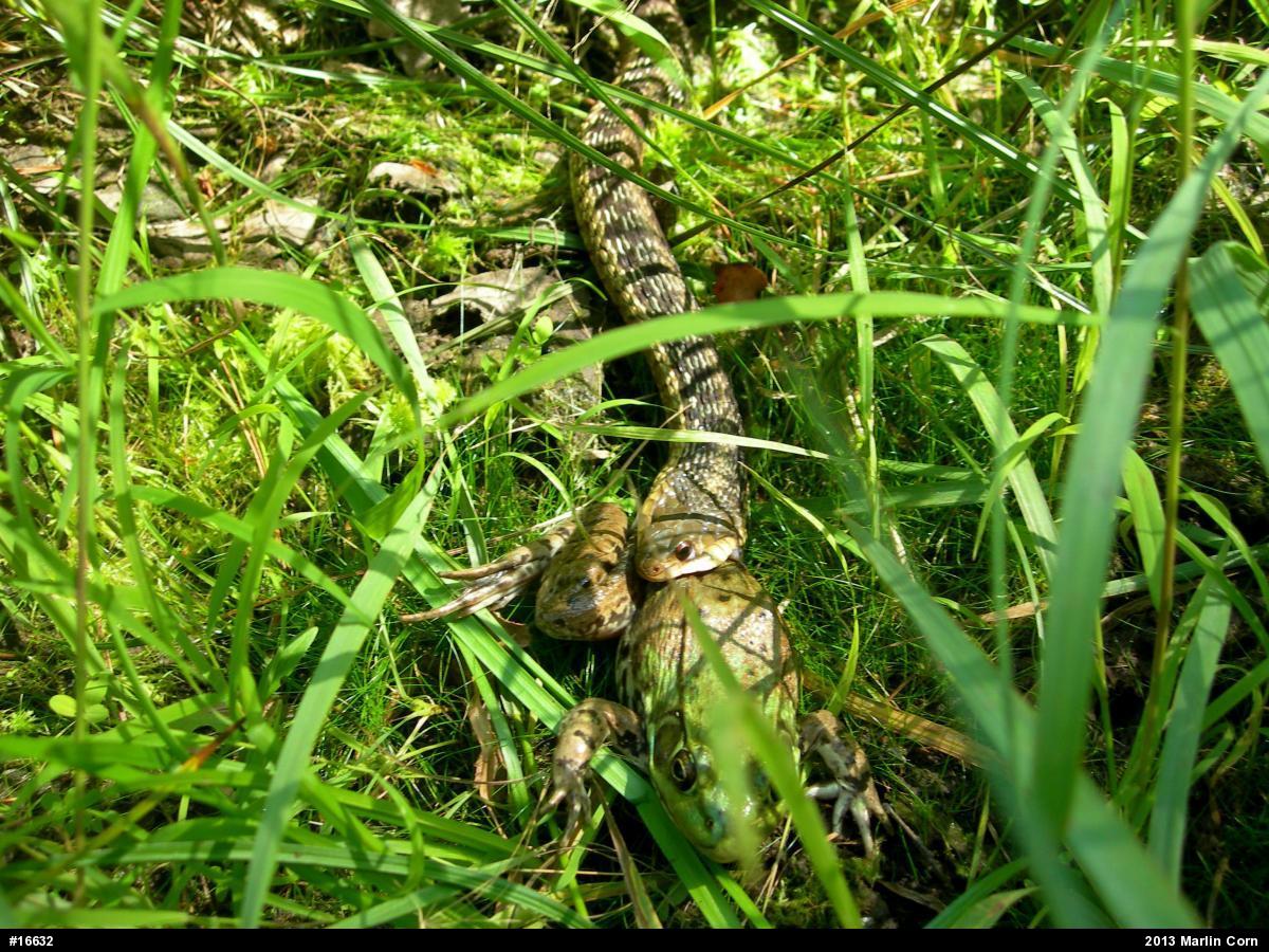 Green Frog
