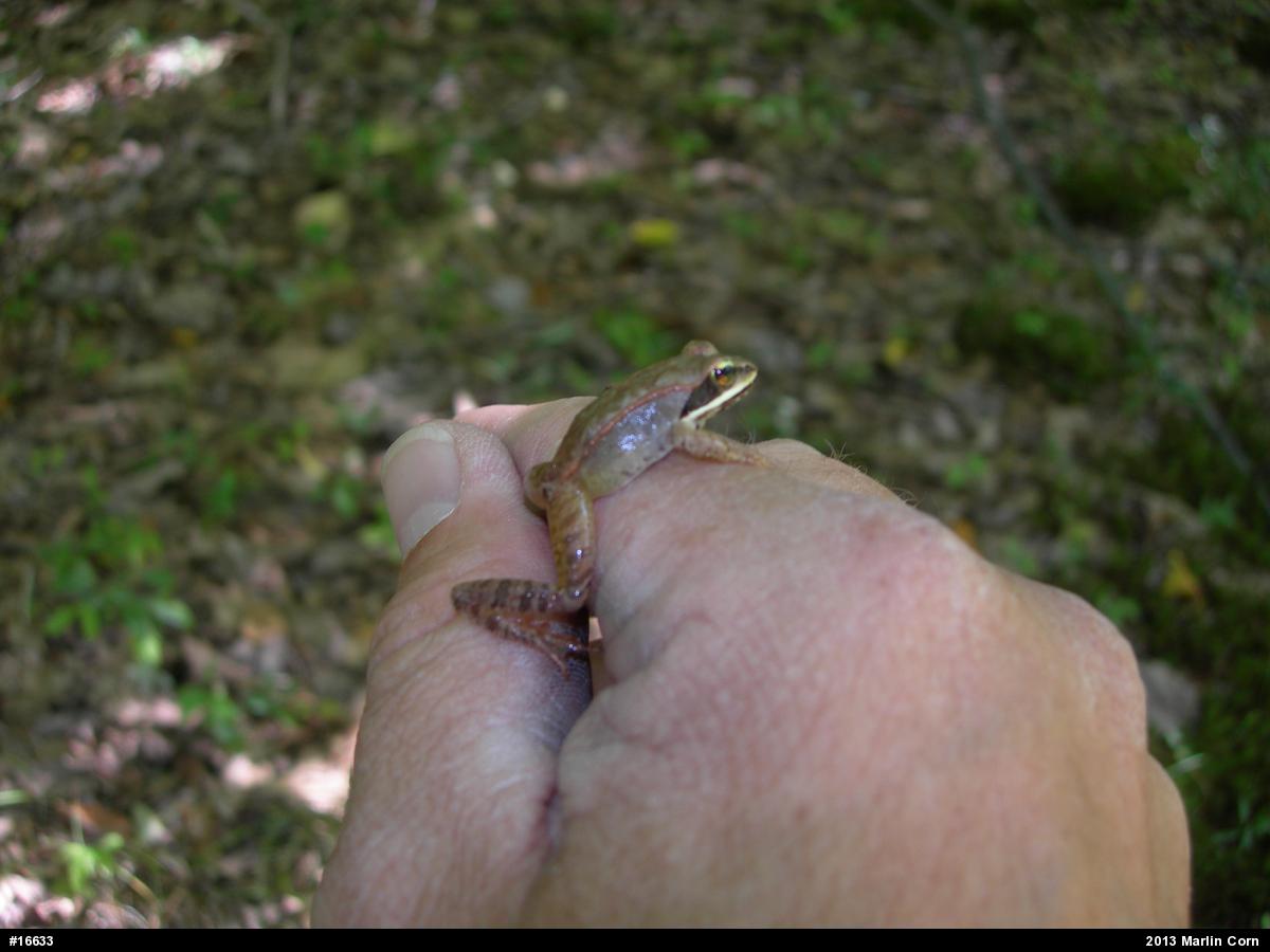 Wood Frog