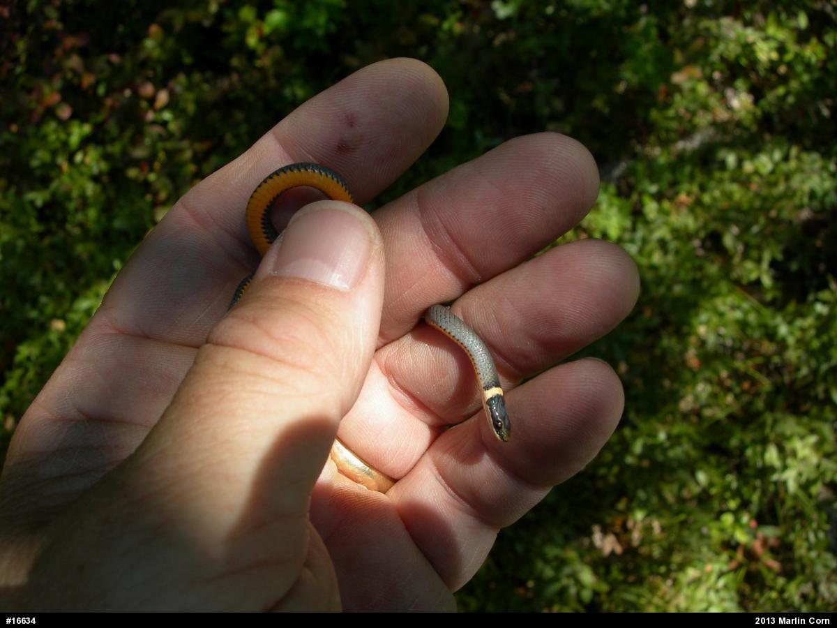 Northern Ring-necked Snake