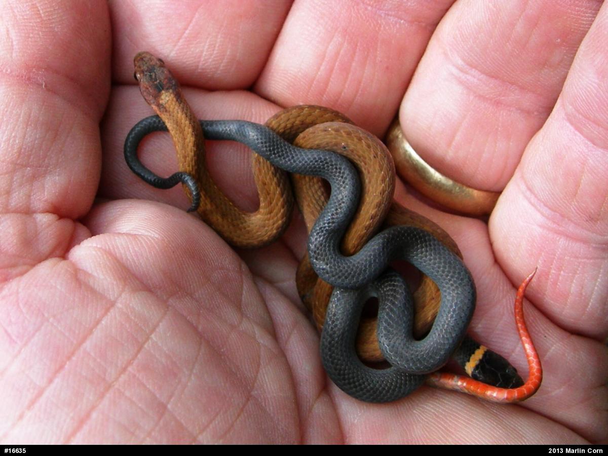 Red-bellied Snake