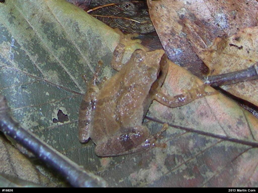 Spring Peeper