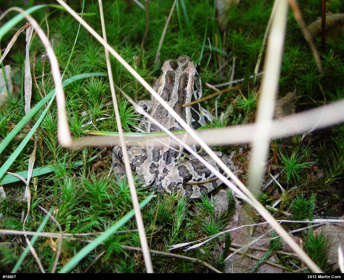 Pickerel Frog