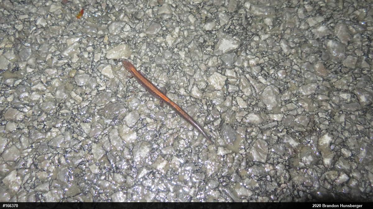 Eastern Red-backed  Salamander