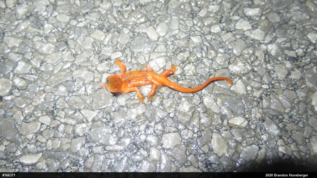 Red-spotted Newt