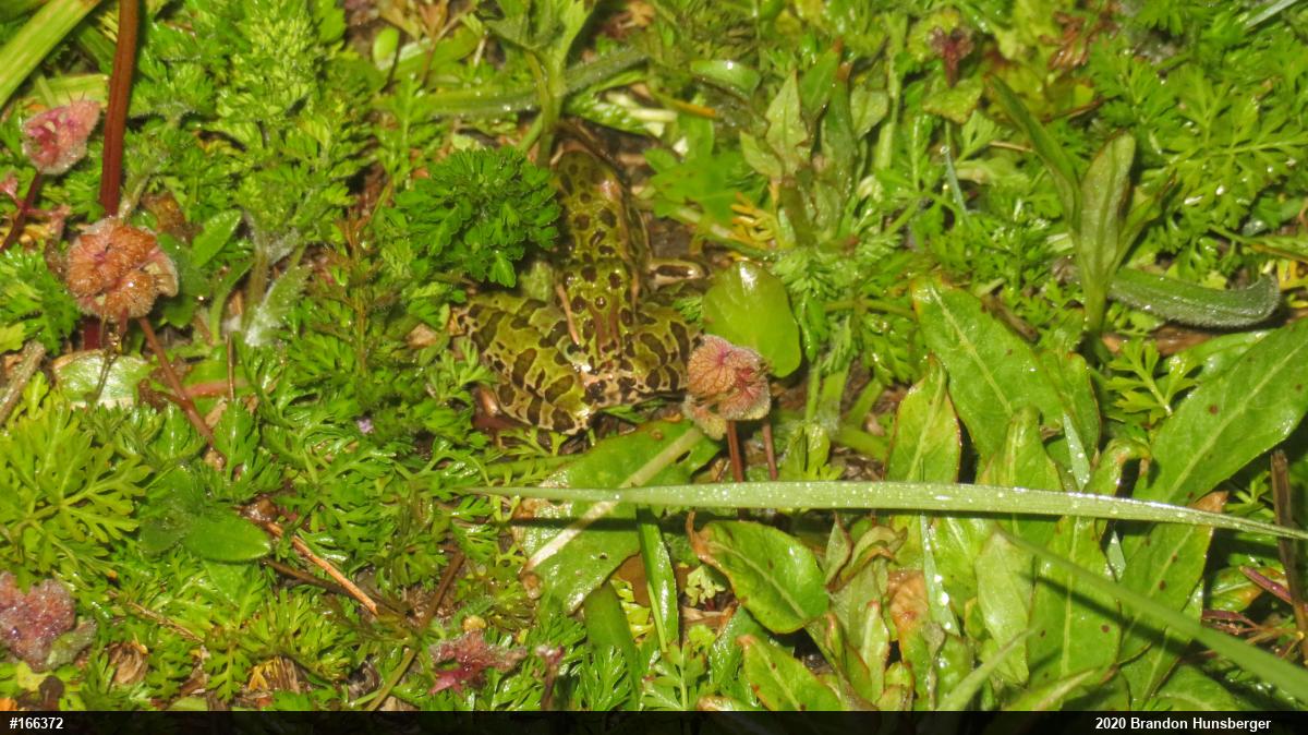 Northern Leopard Frog