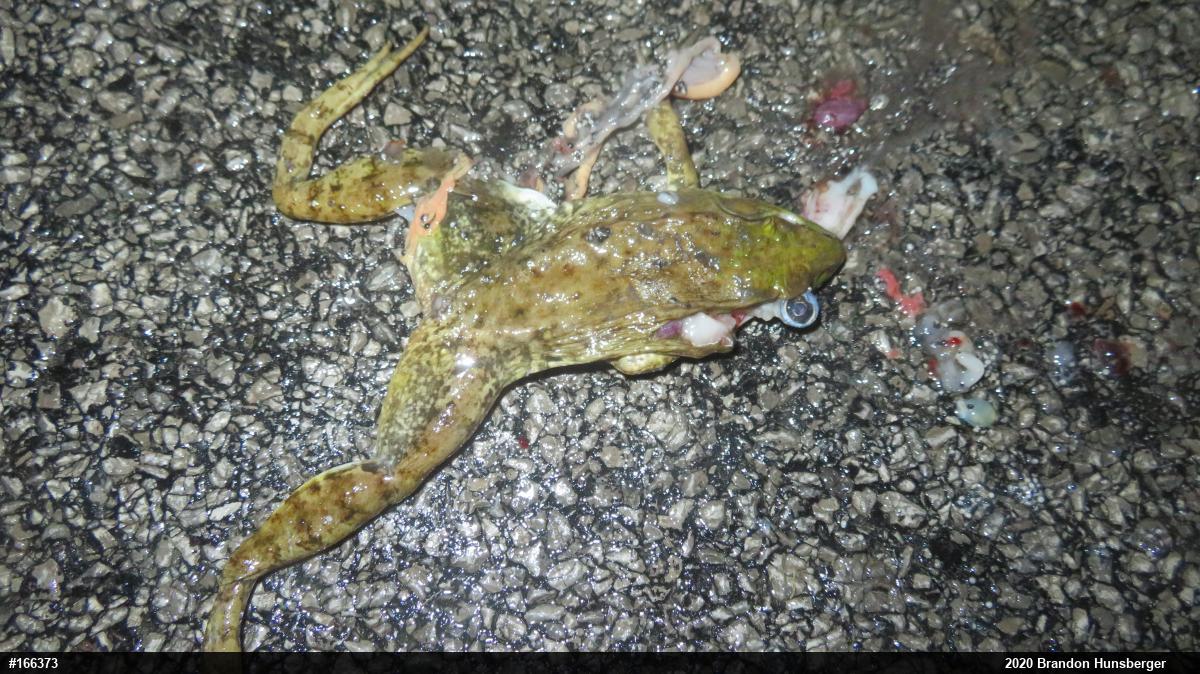 Green Frog