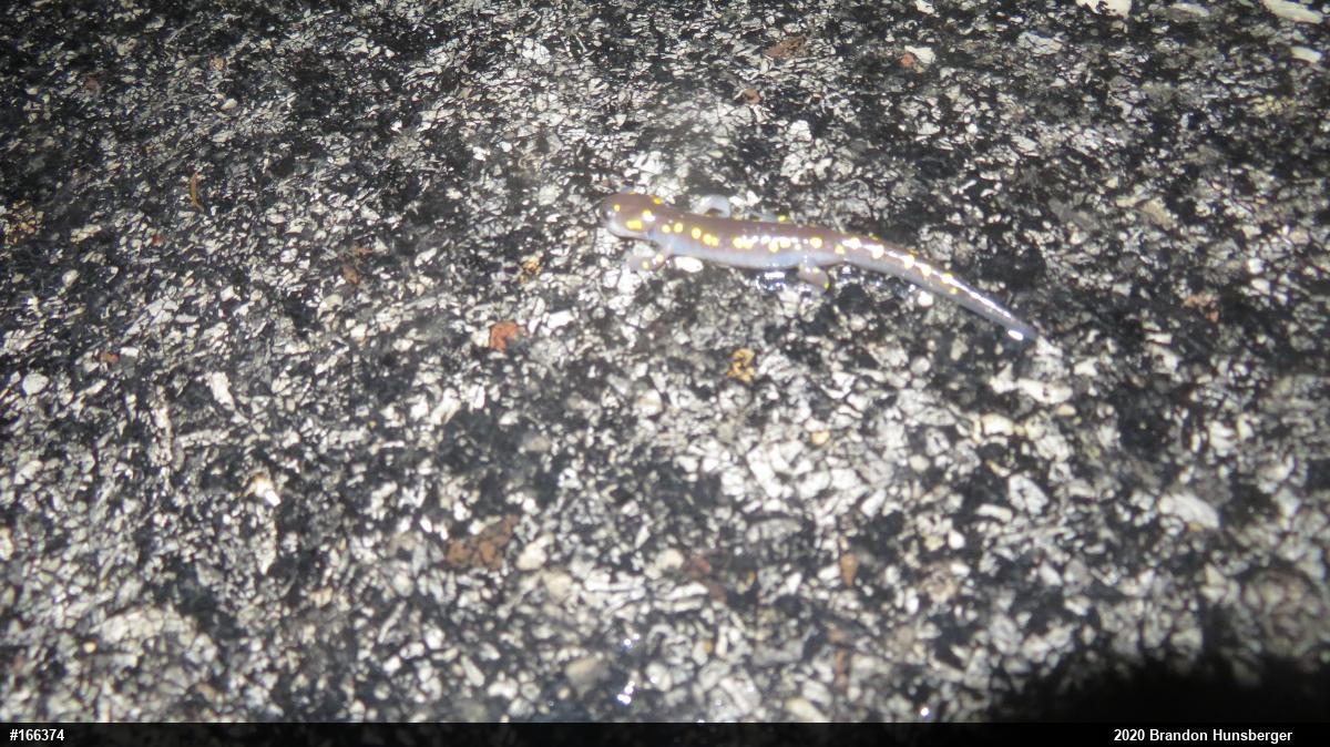 Spotted Salamander
