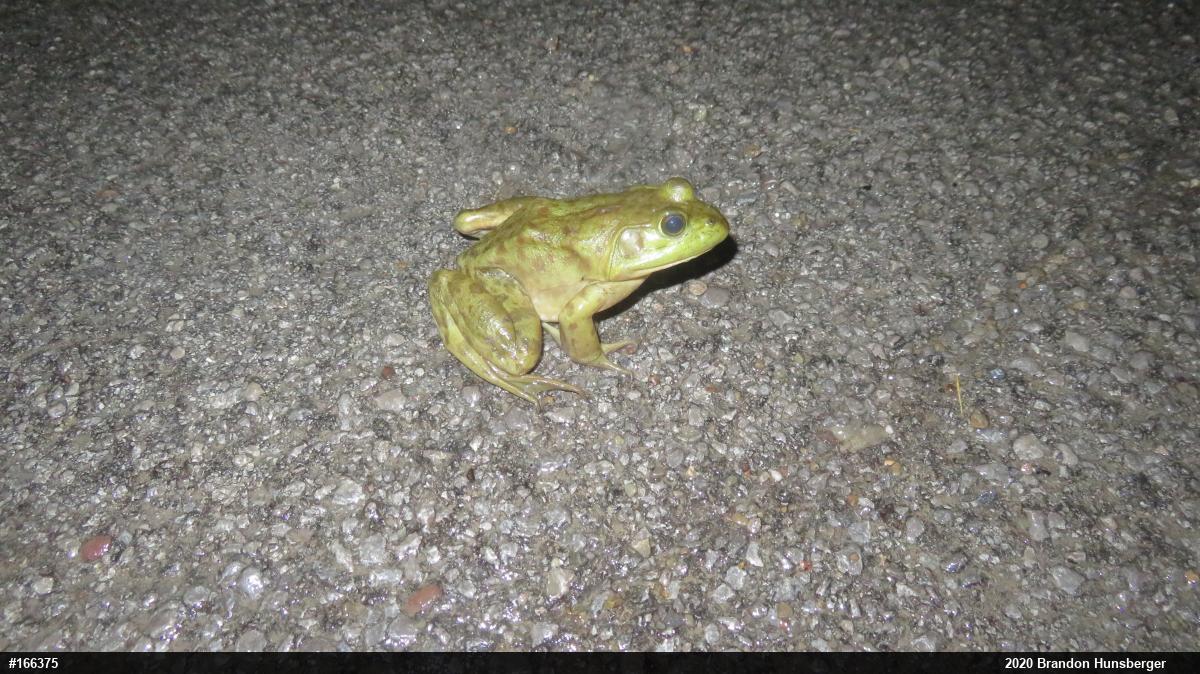 American Bullfrog