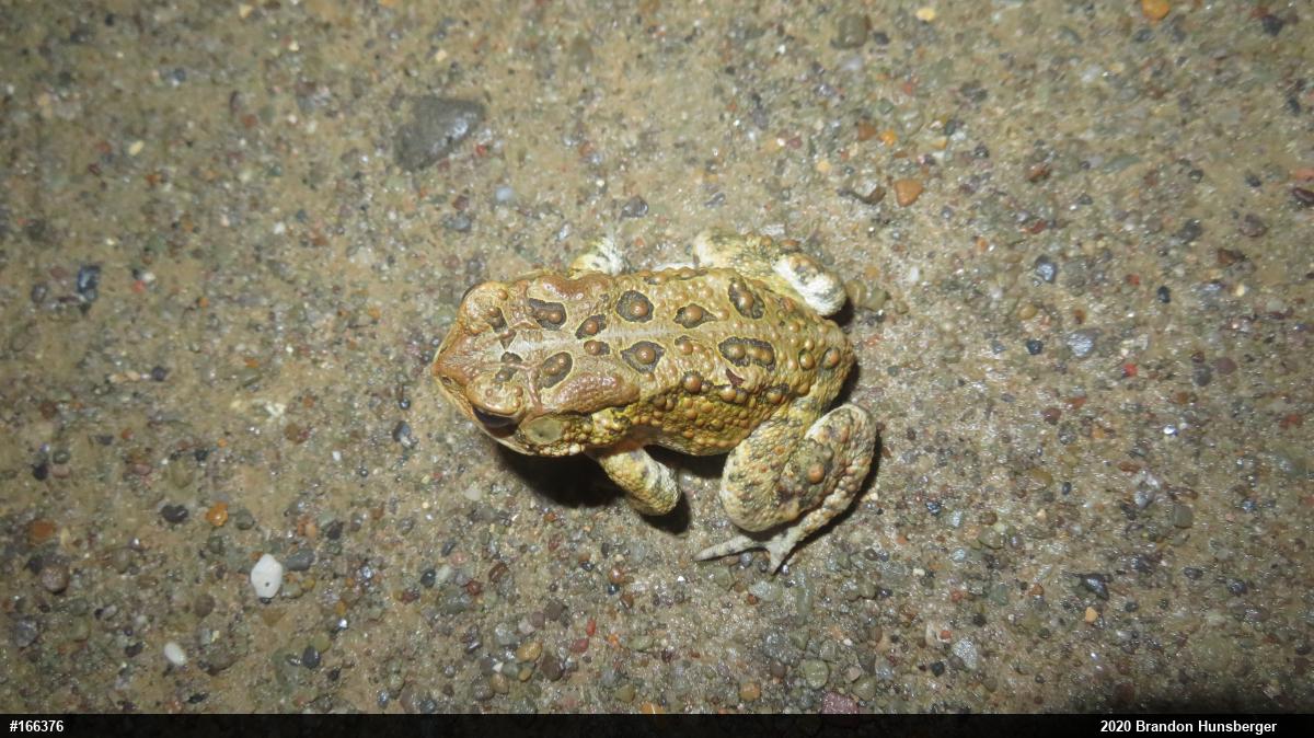 Eastern American Toad