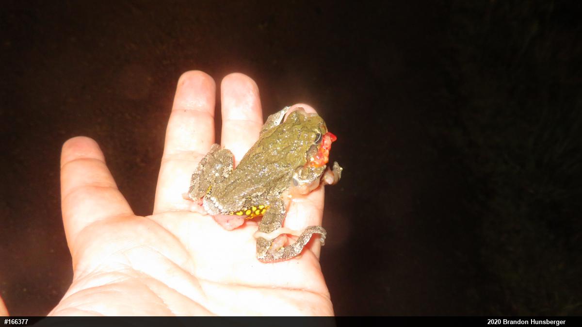 Unknown Gray Treefrog
