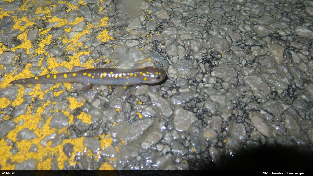 Spotted Salamander