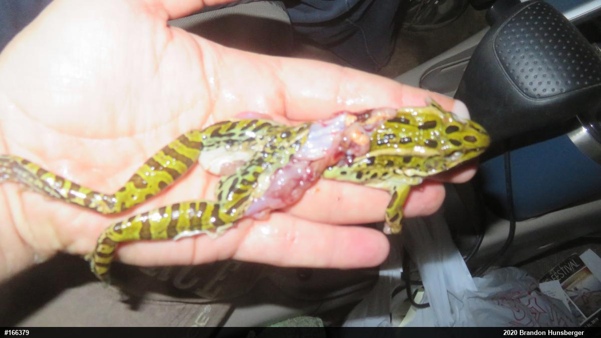 Northern Leopard Frog