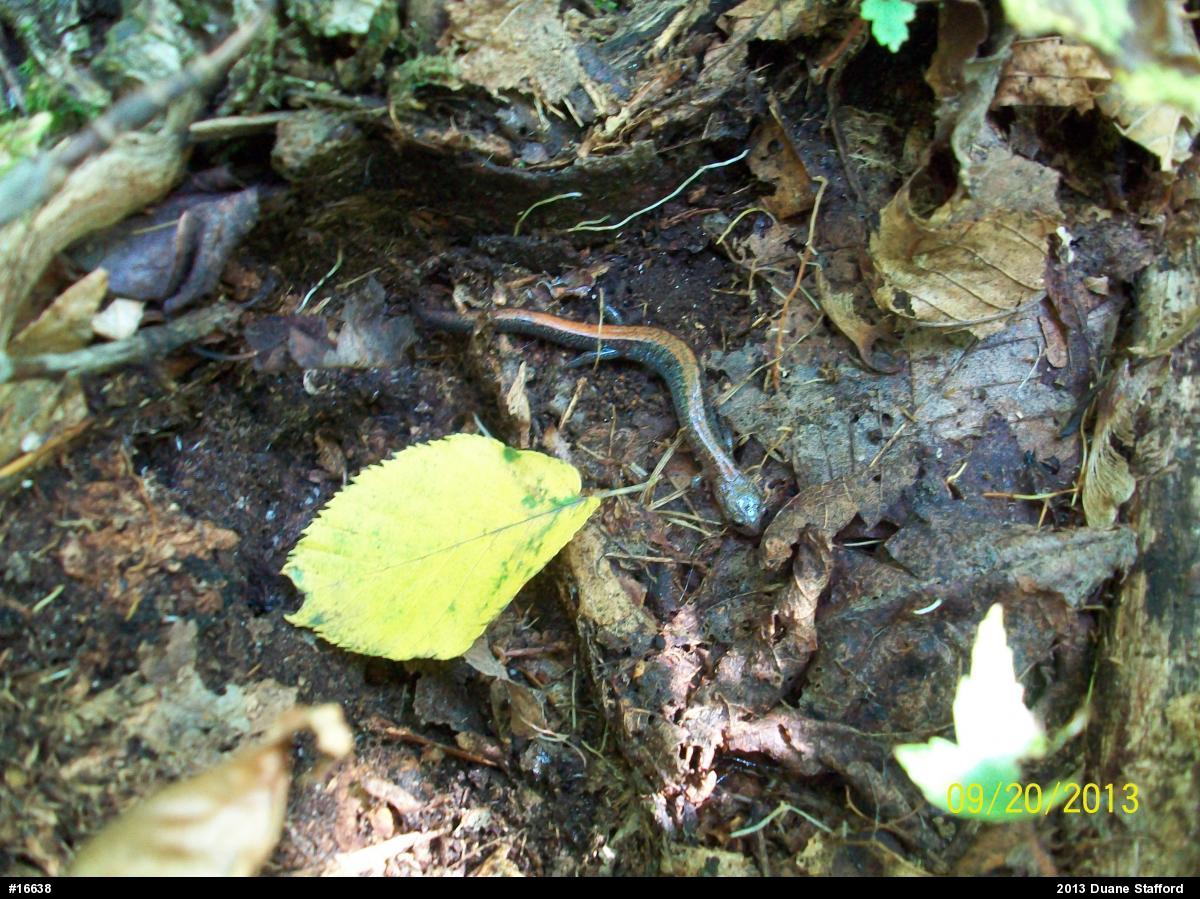 Eastern Red-backed  Salamander