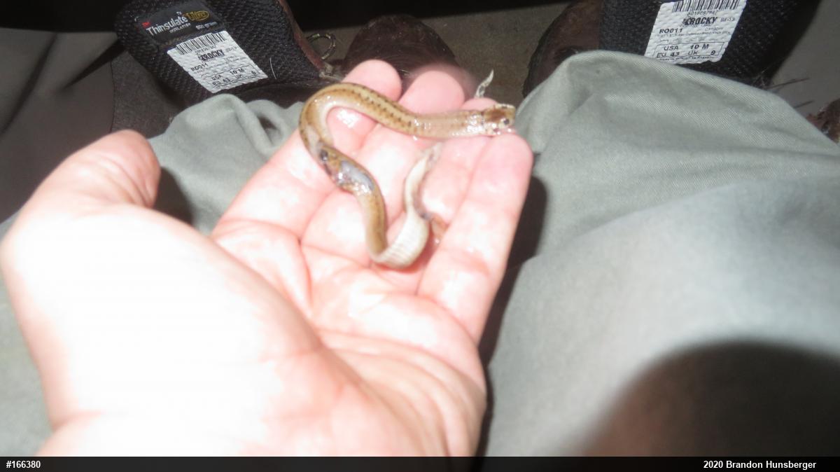 Dekay's Brownsnake