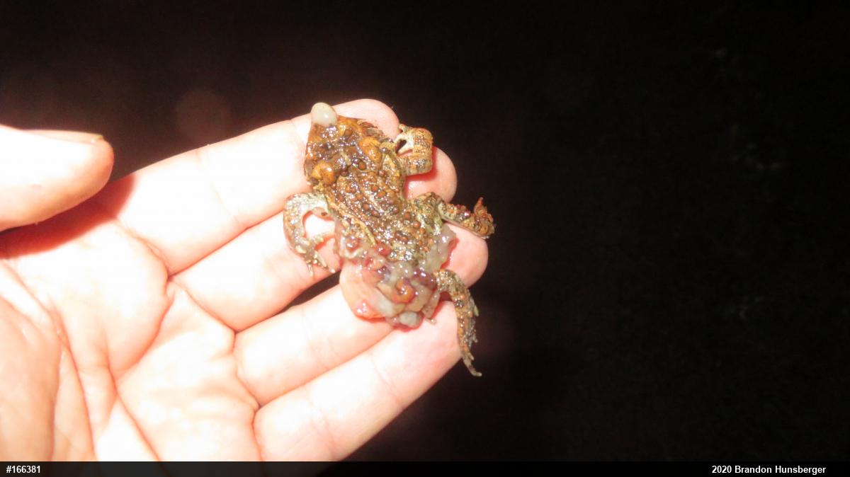 Eastern American Toad