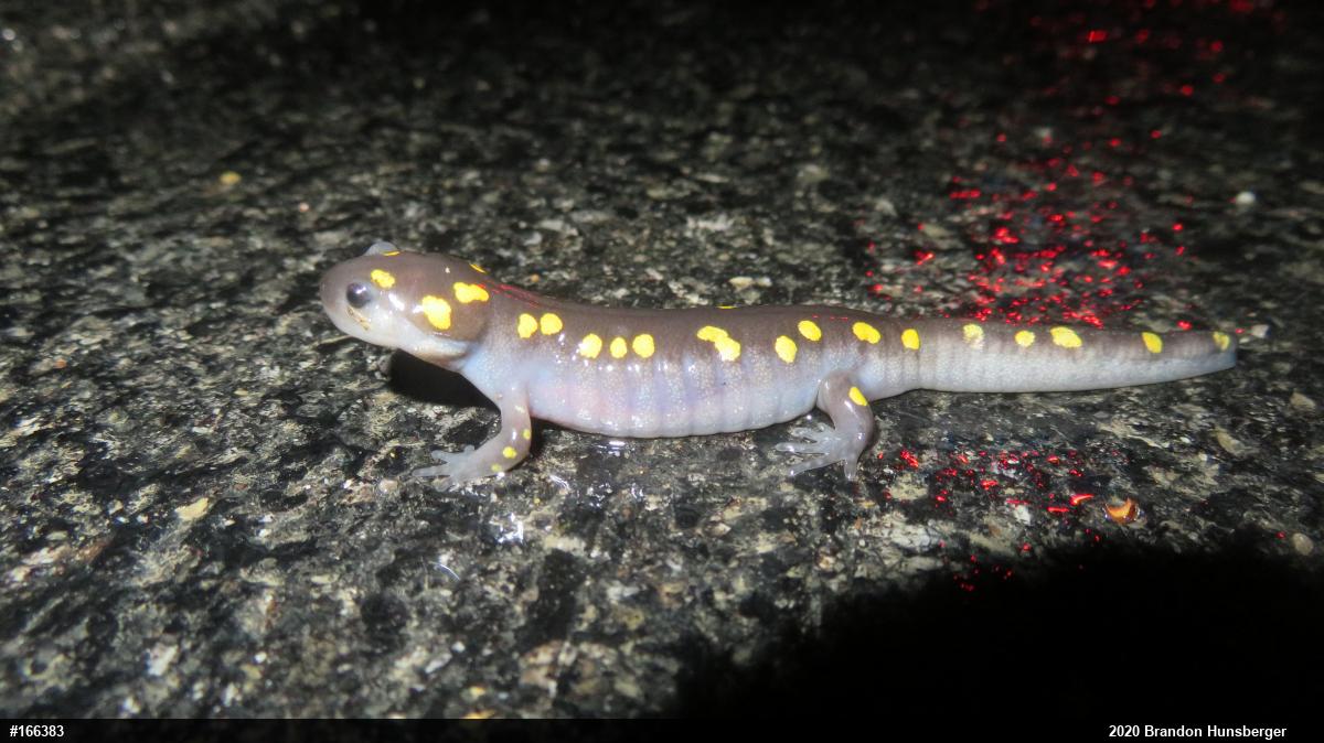 Spotted Salamander