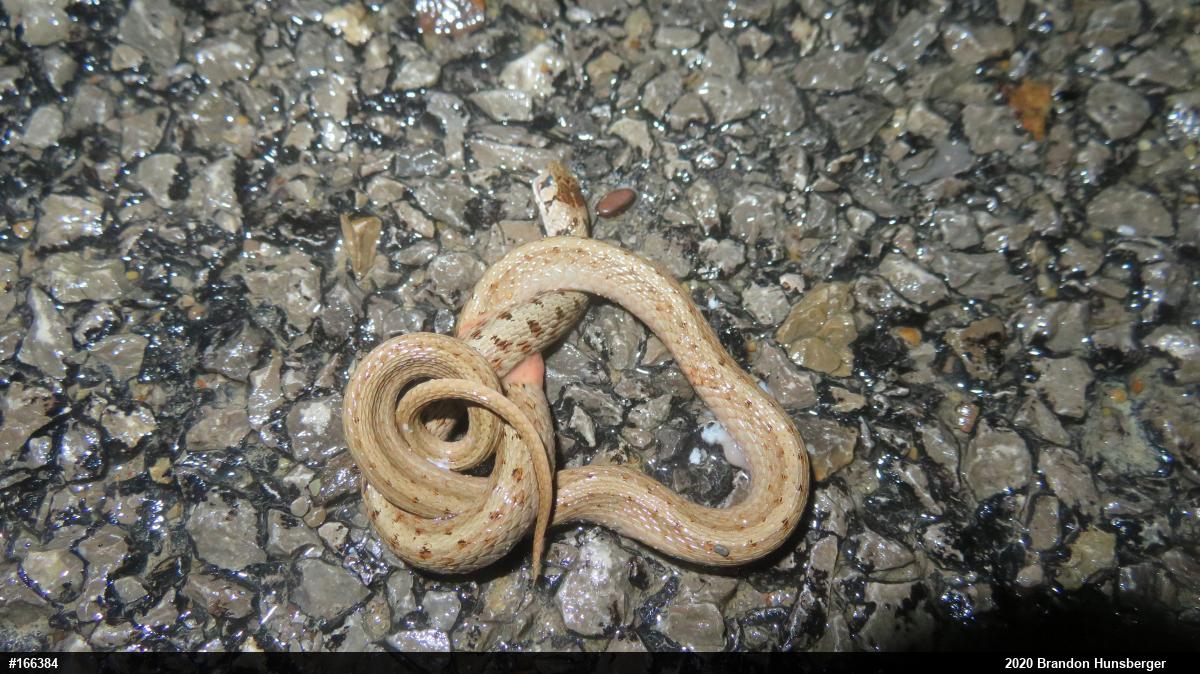 Dekay's Brownsnake