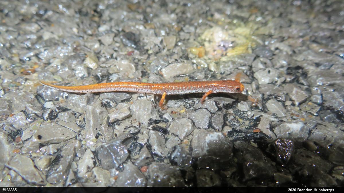 Four-toed Salamander