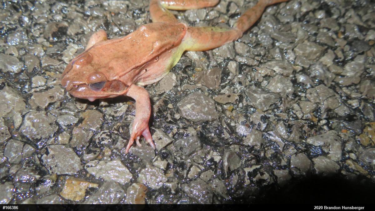 Wood Frog