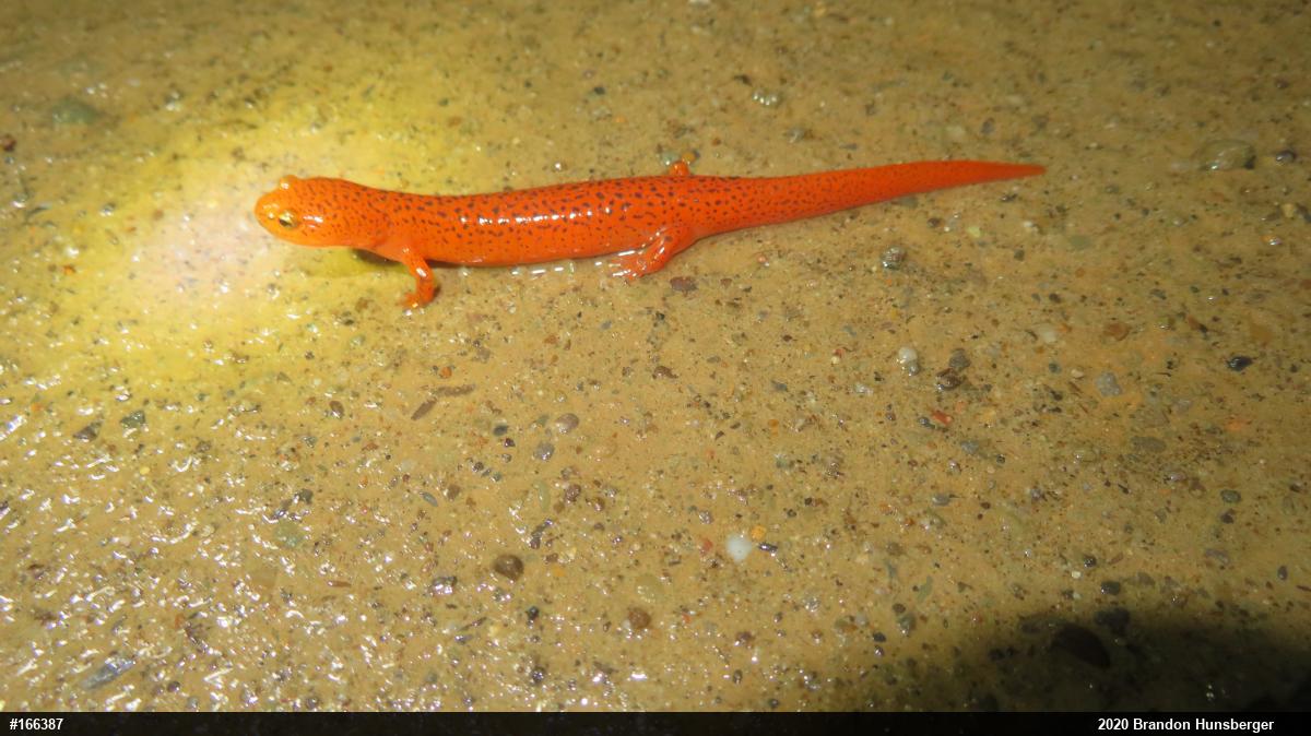 Northern Red Salamander