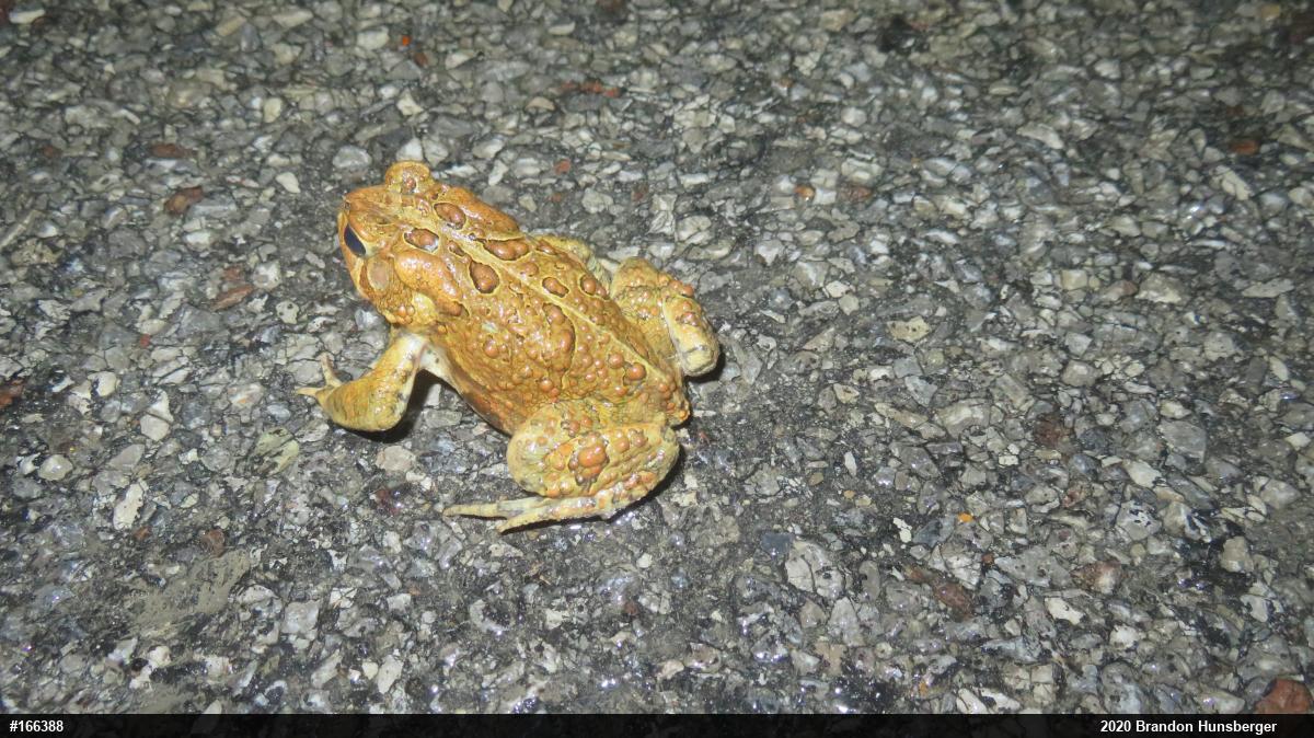 Eastern American Toad