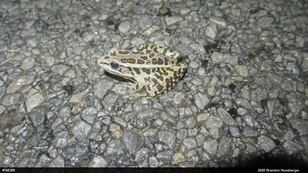 Pickerel Frog