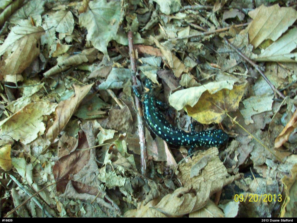 Northern Slimy Salamander