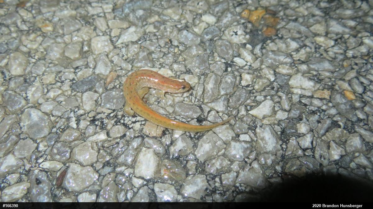 Northern Dusky Salamander