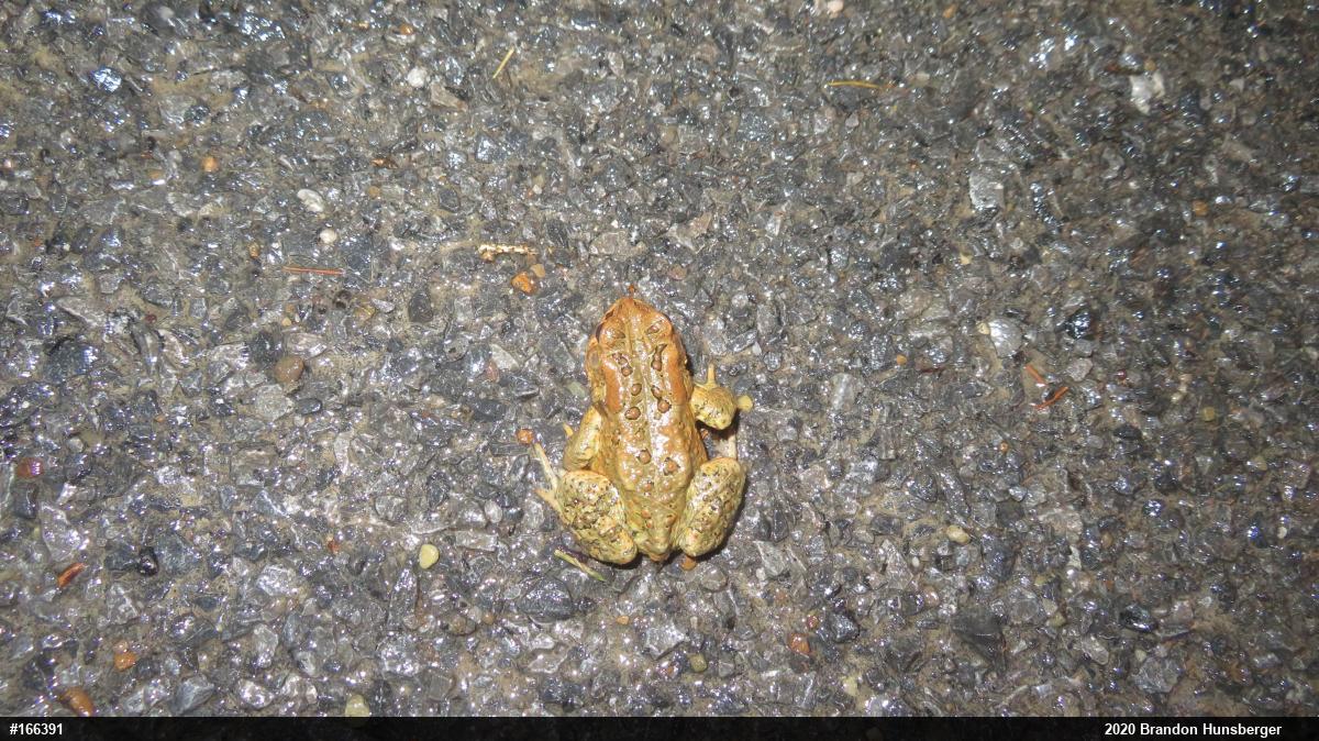 Eastern American Toad