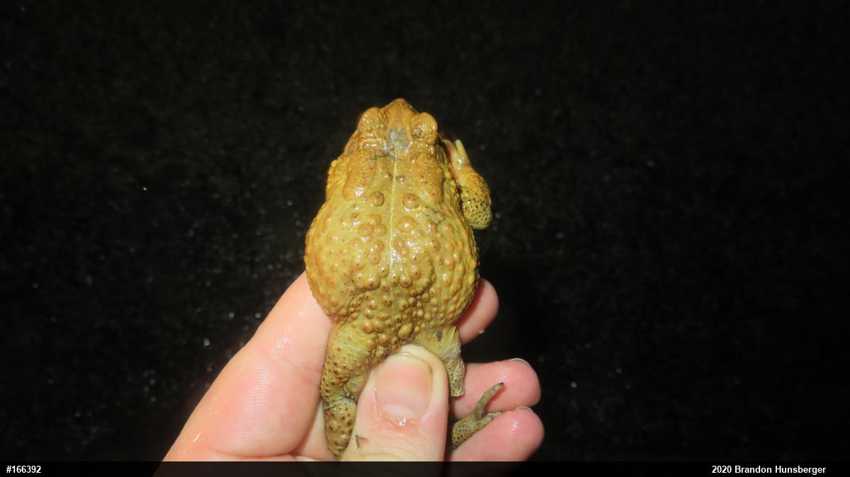 Eastern American Toad