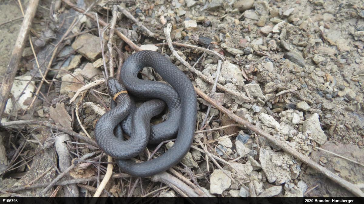 Northern Ring-necked Snake