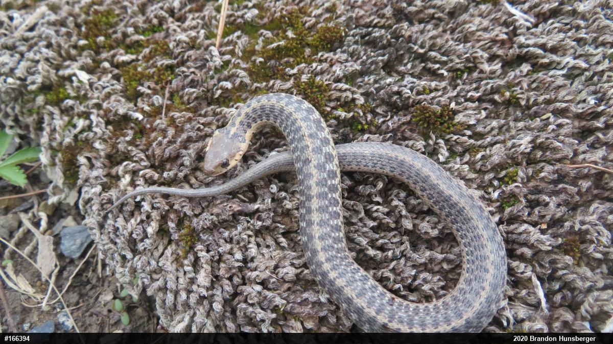 Eastern Gartersnake
