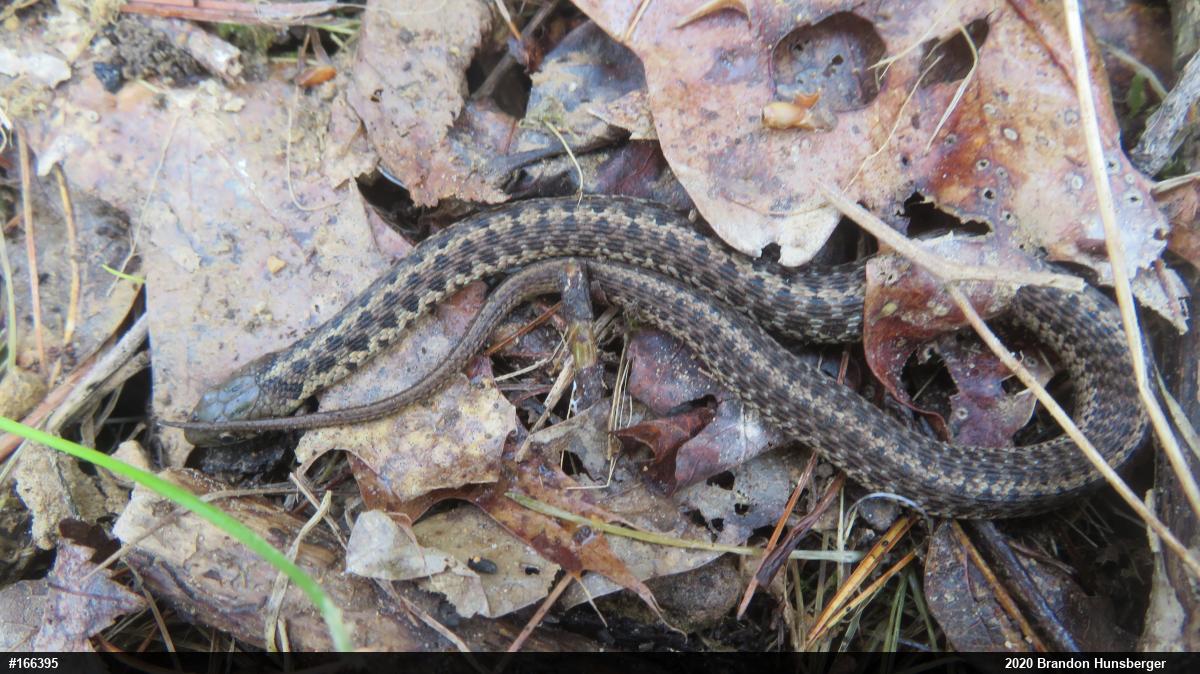 Eastern Gartersnake