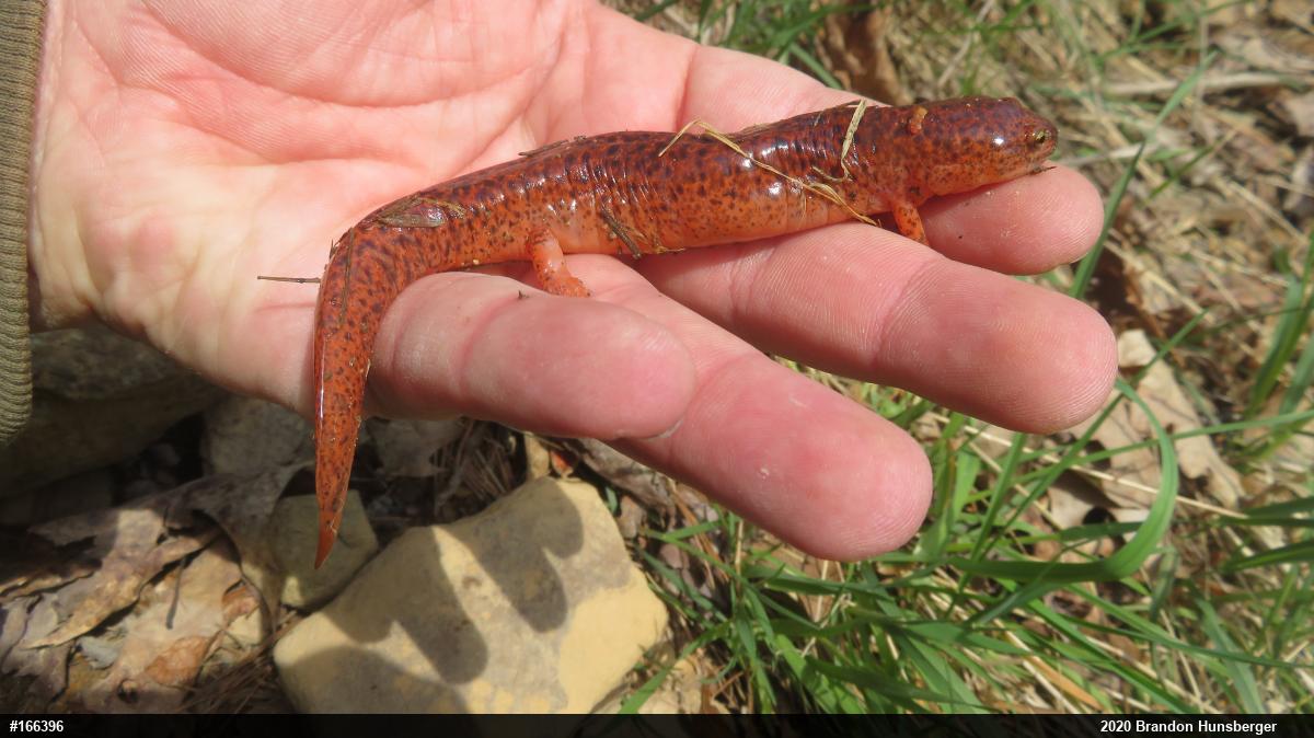 Northern Red Salamander