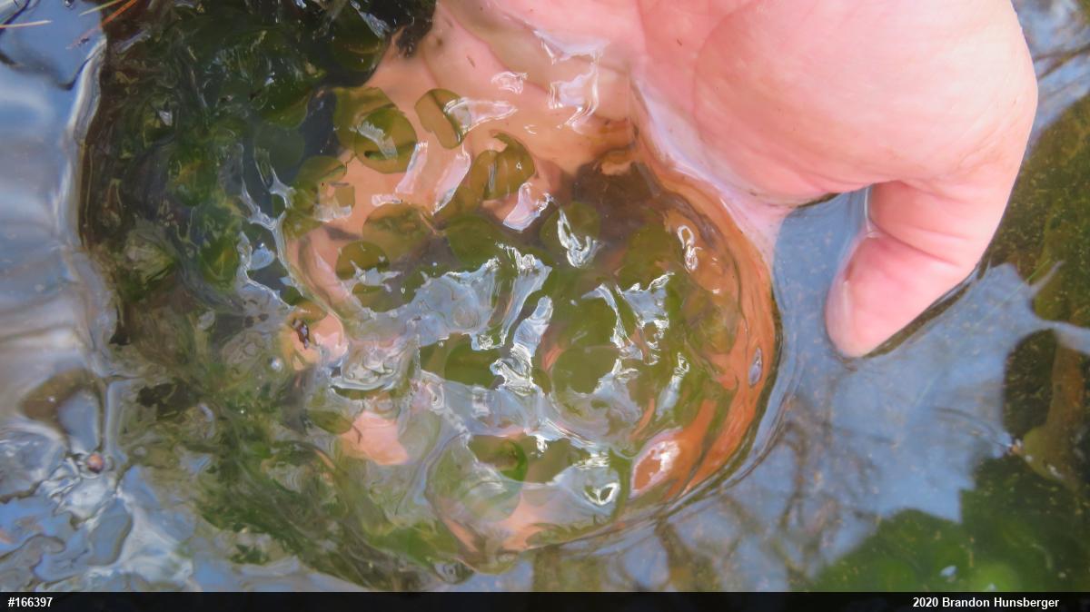 Spotted Salamander