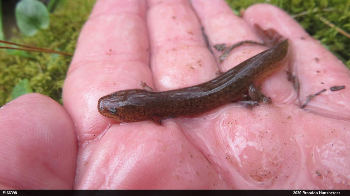 Northern Red Salamander