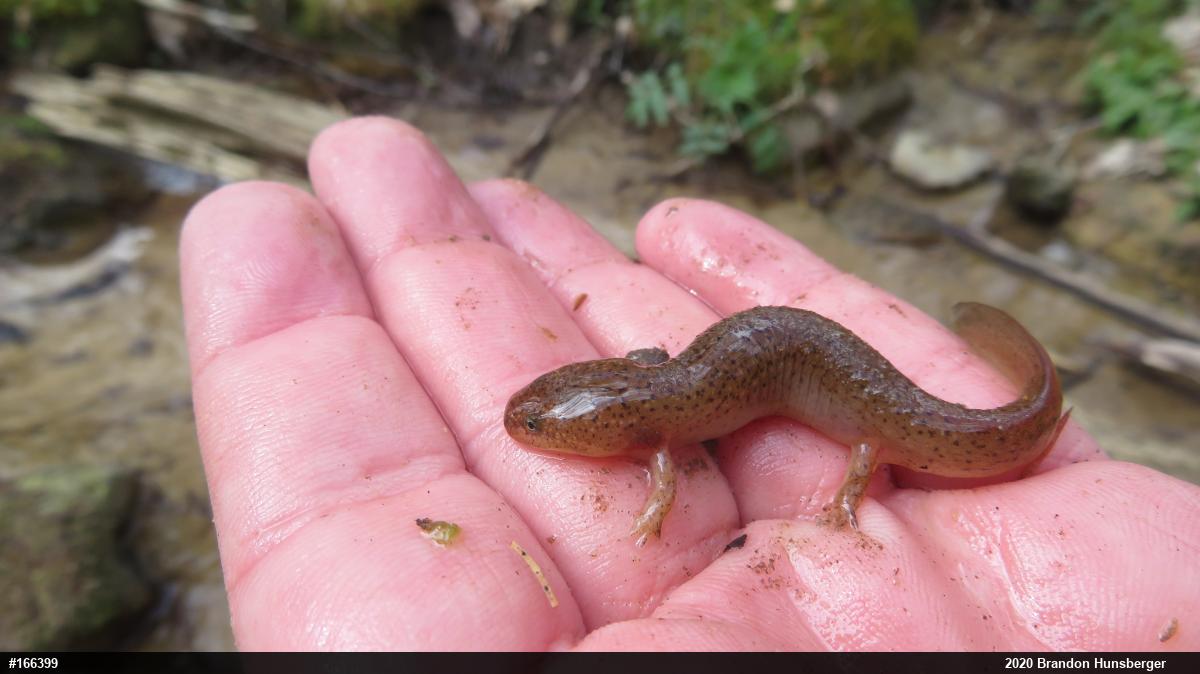Northern Red Salamander