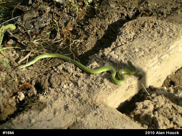 Smooth Greensnake