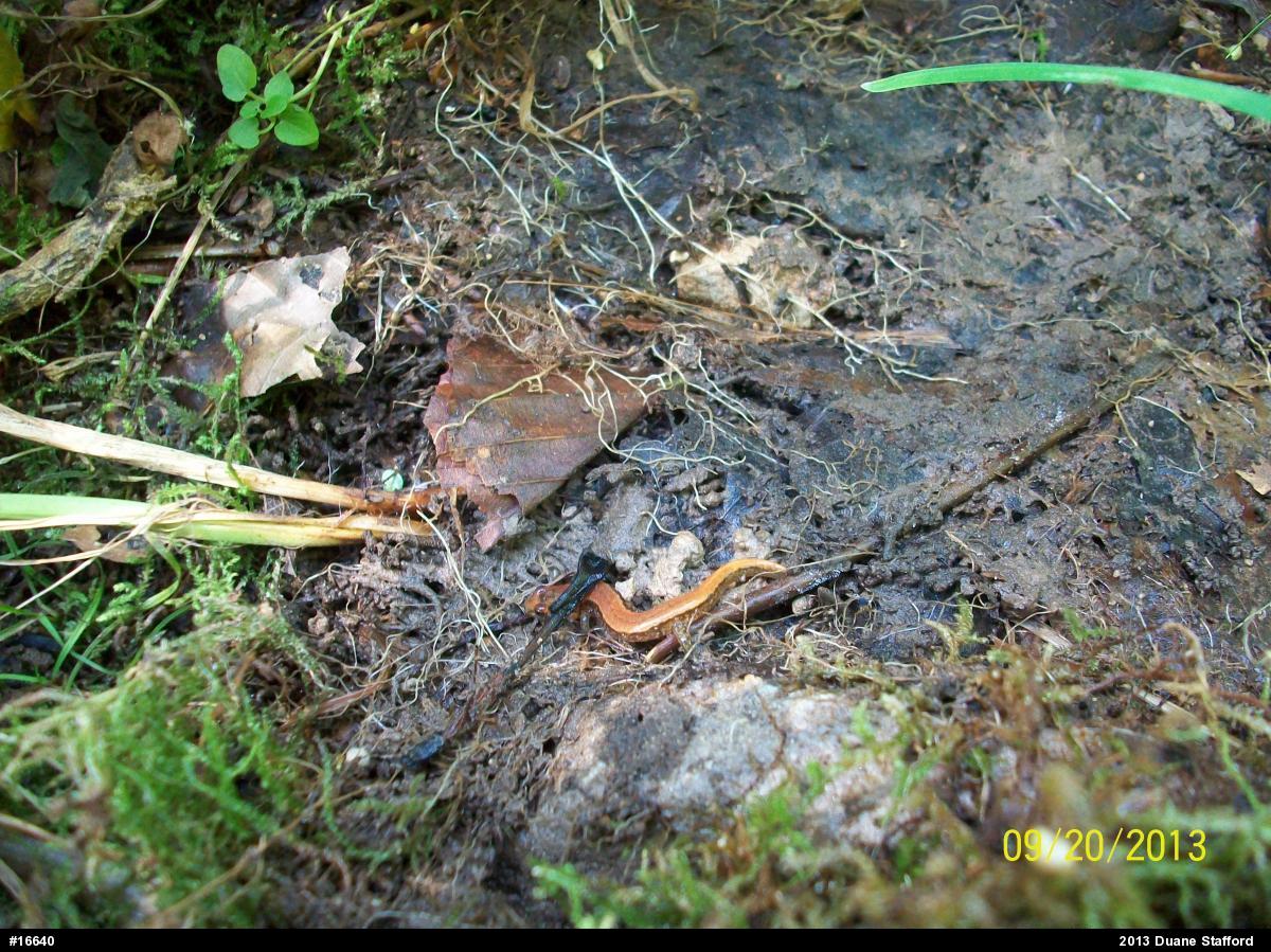 Allegheny Mountain Dusky Salamander