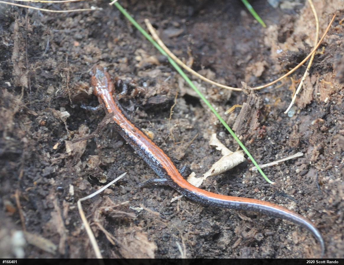 Eastern Red-backed  Salamander