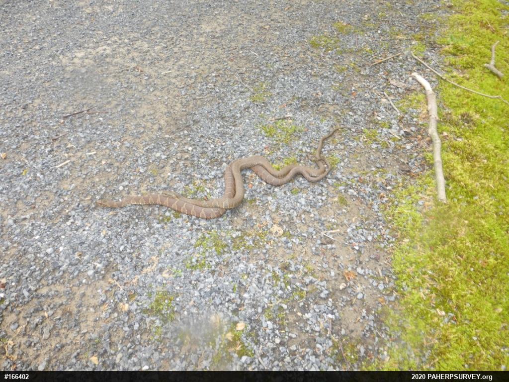 Northern Watersnake