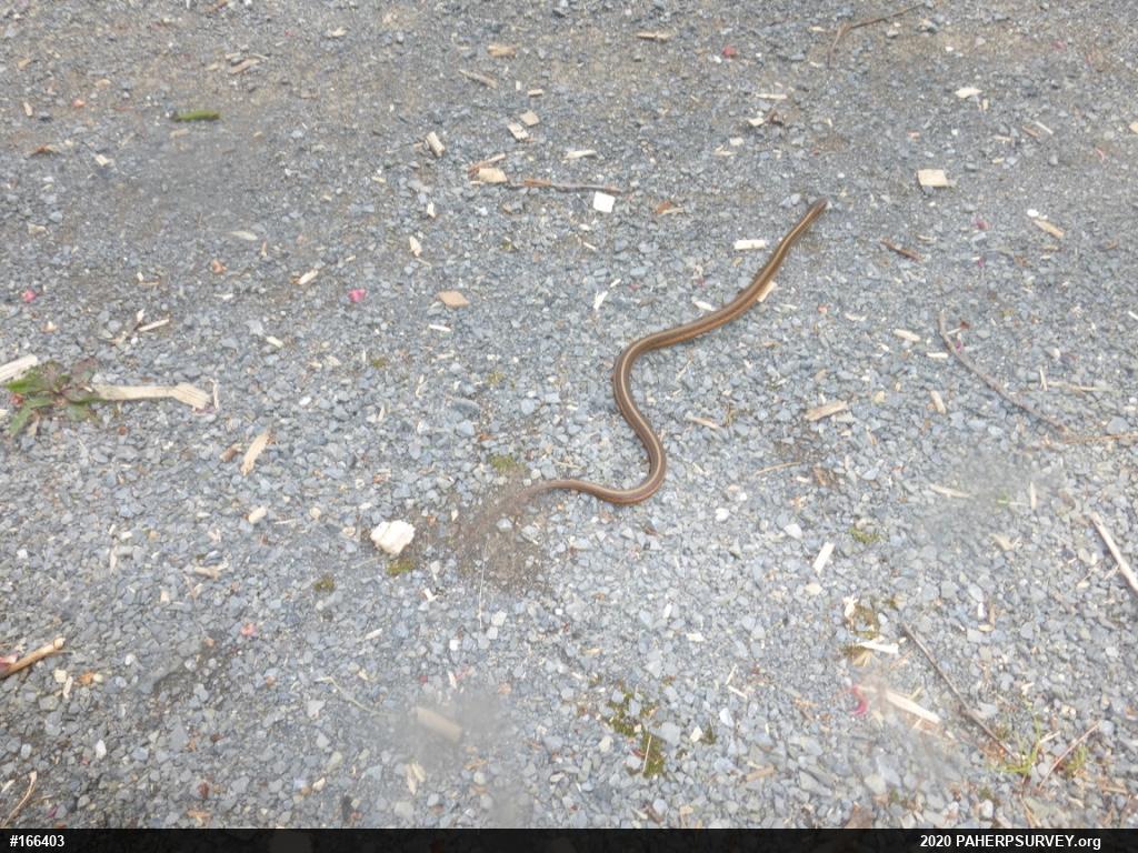 Eastern Gartersnake