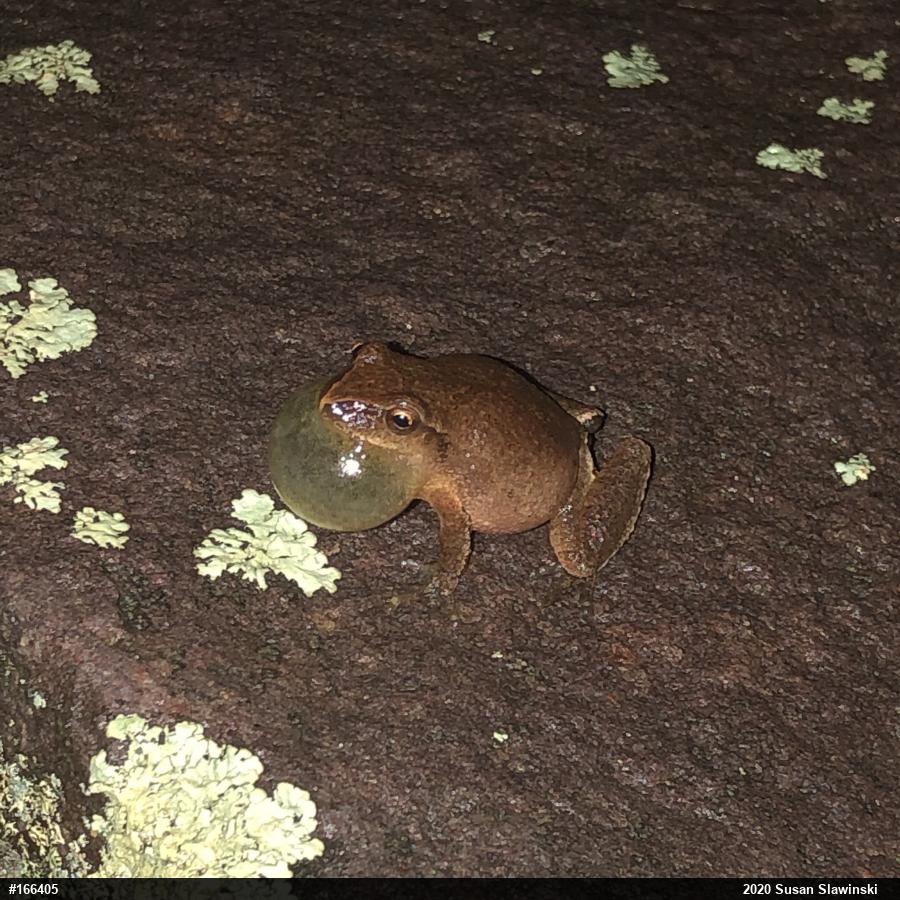 Spring Peeper